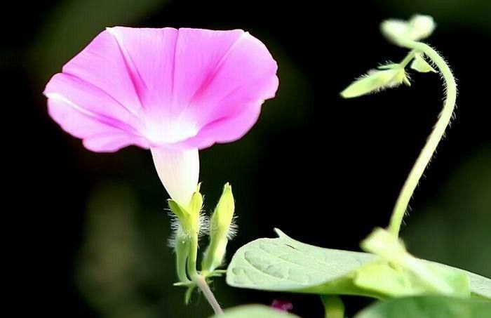 牵牛花粉